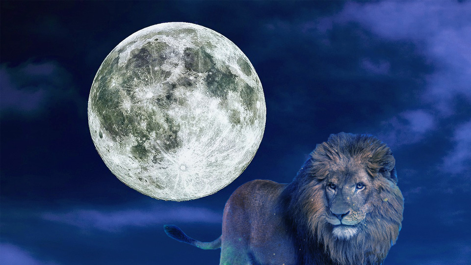 満月とライオン