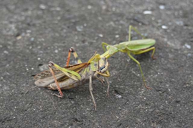 カマキリ捕食