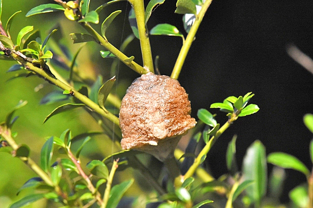 カマキリの卵