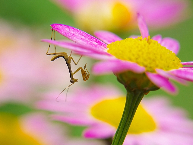 子カマキリ