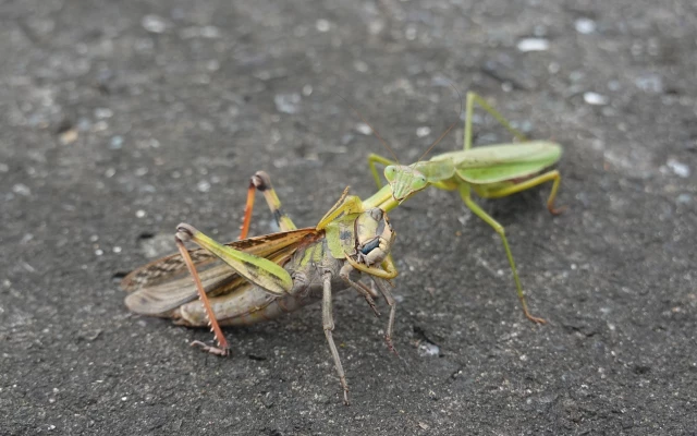 バッタとカマキリ