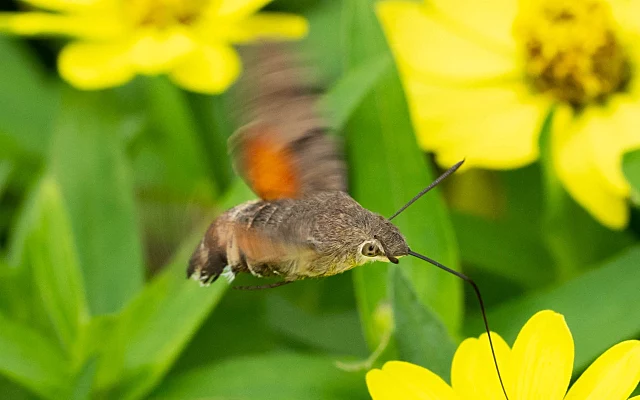 ホウジャク