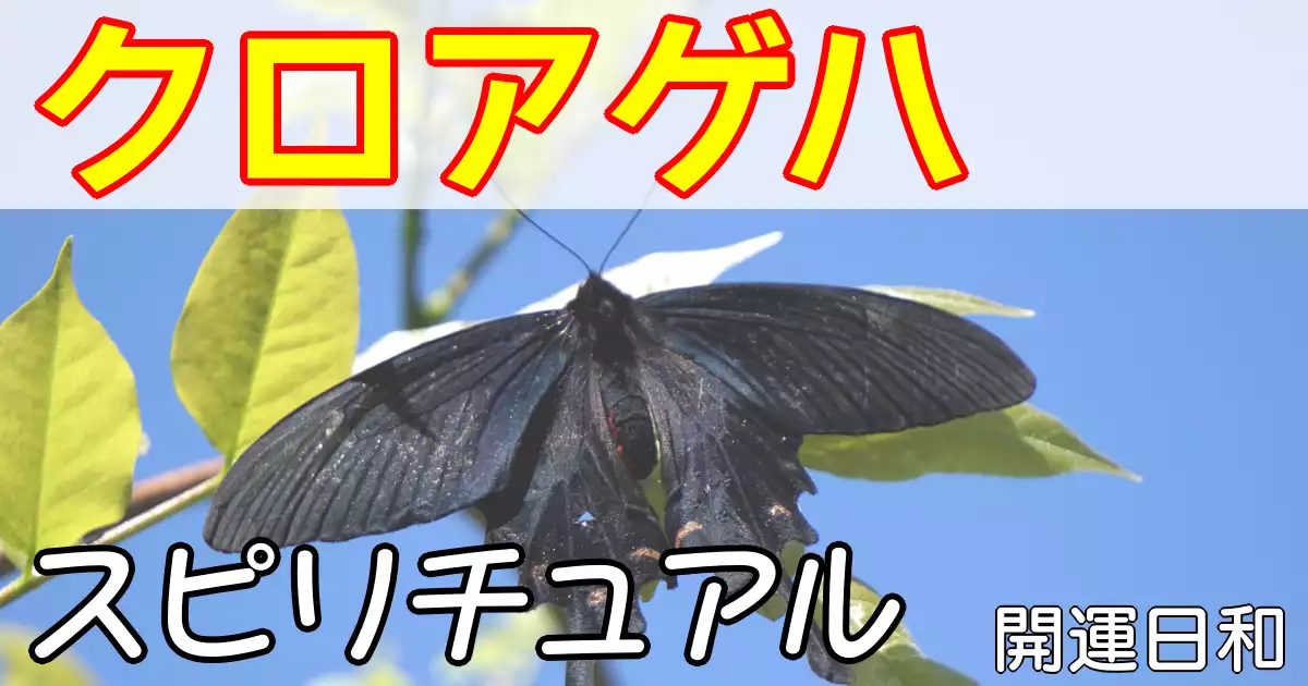 スピリチュアルな意味をもつクロアゲハ