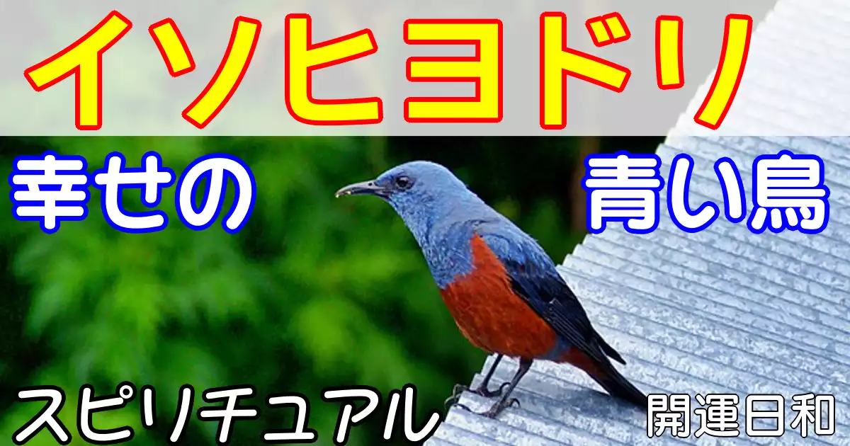 スピリチュアルな意味をもつ幸せの青い鳥 イソヒヨドリの画像