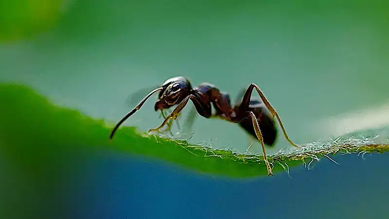 スピリチュアルなメッセージを運ぶ、葉っぱの上の1匹の蟻