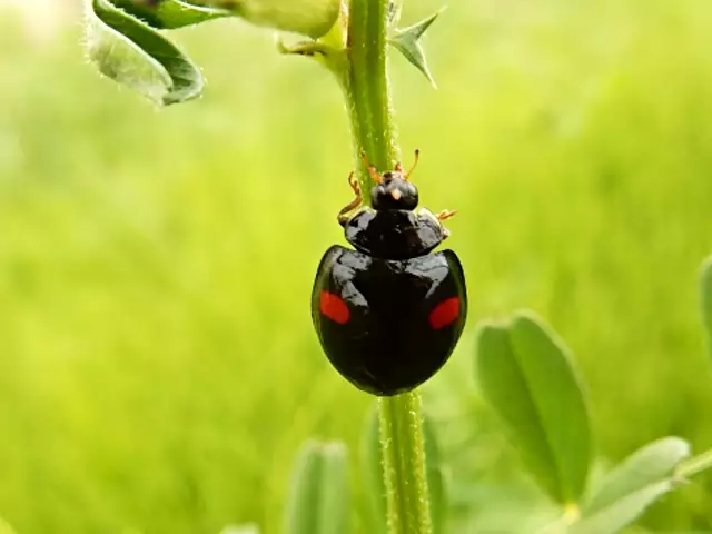 スピリチュアルな意味をもつ黒いてんとう虫